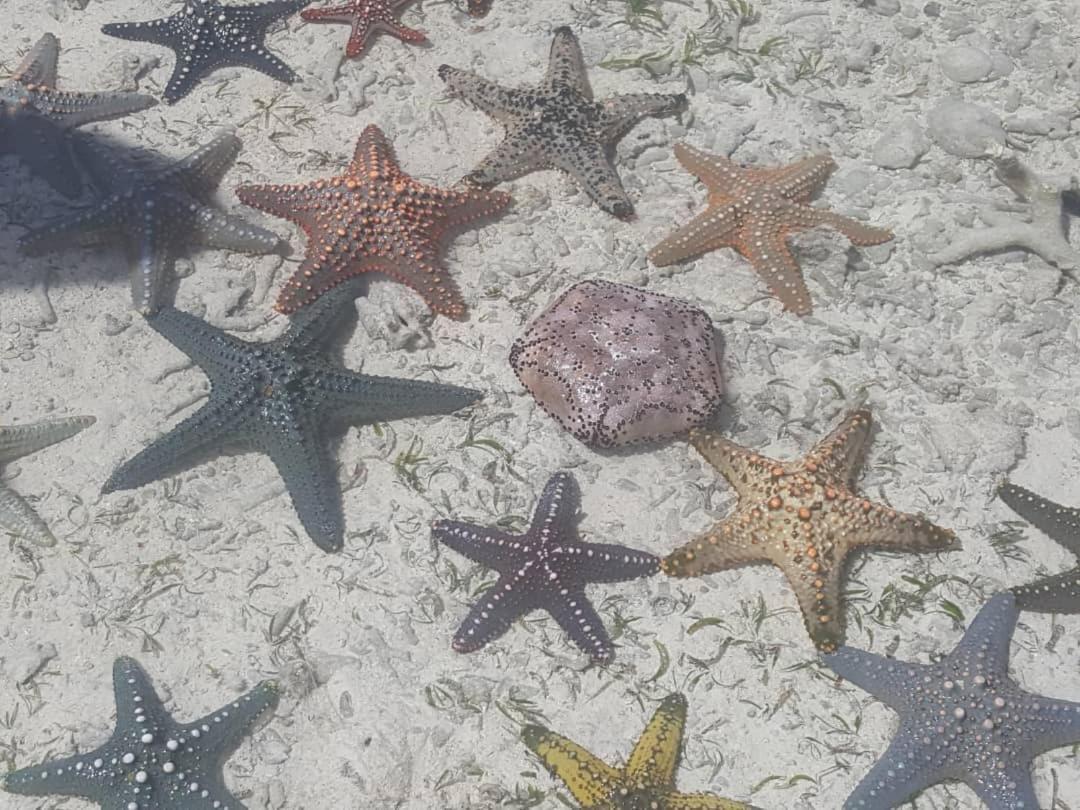 Hotel Lucrezia'S Garden Zanzibar Pwani Mchangani Exteriér fotografie